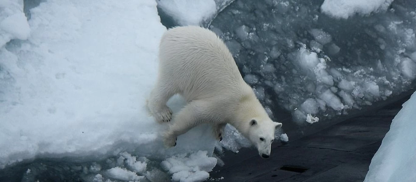 Η «επίθεση» πολικής αρκούδας σε ρωσικό υποβρύχιο (εικόνες)